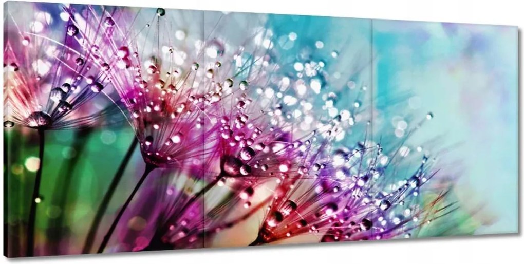 Képek 210x100 harmatcseppek Pitypang