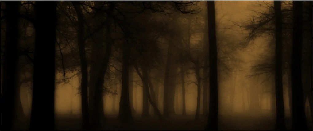 Kép - Sötét erdő (120x50 cm)