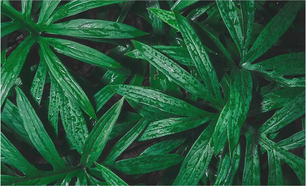 Flizelin fotótapéta Hálószoba Nappali Természetes zöld 416x254