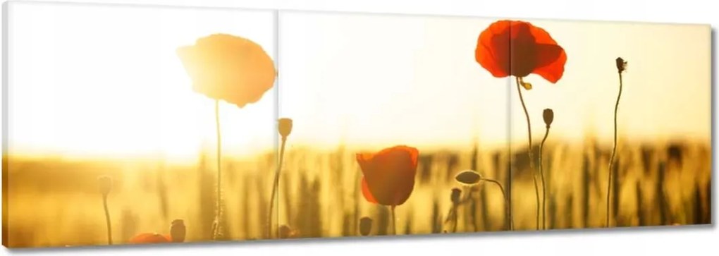 Vászonkép 150x50 Pipacsok napfelkeltekor