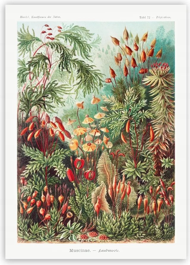 Botanikus Poszter tengeri növények 30x40cm #244