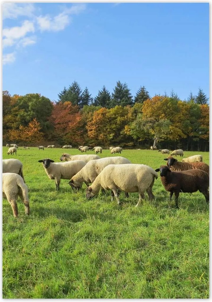 Poszterek 70x100 Juh legeltetés Bárányok Juhok