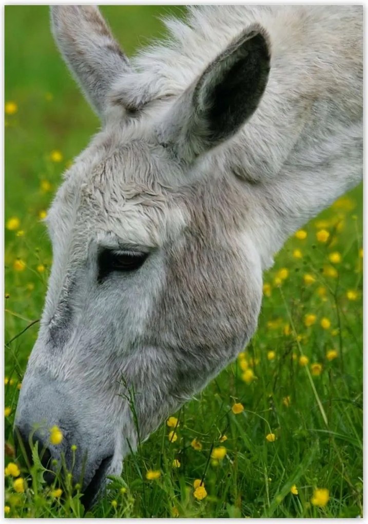 Poszterek 70x100 Dardanellák szamara
