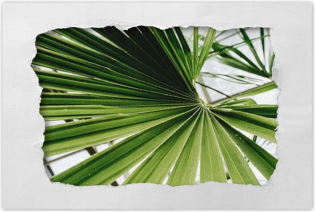 Poszterek 90x60 Pálmalevél Levél