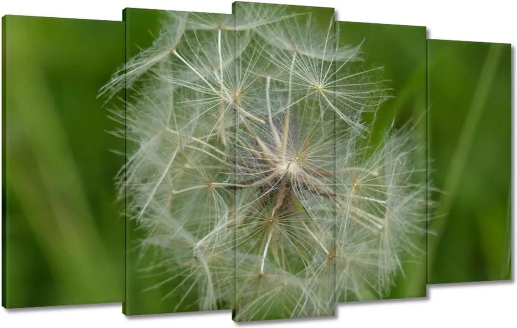 Vászonkép 100x60 Pitypang Virág Virágok