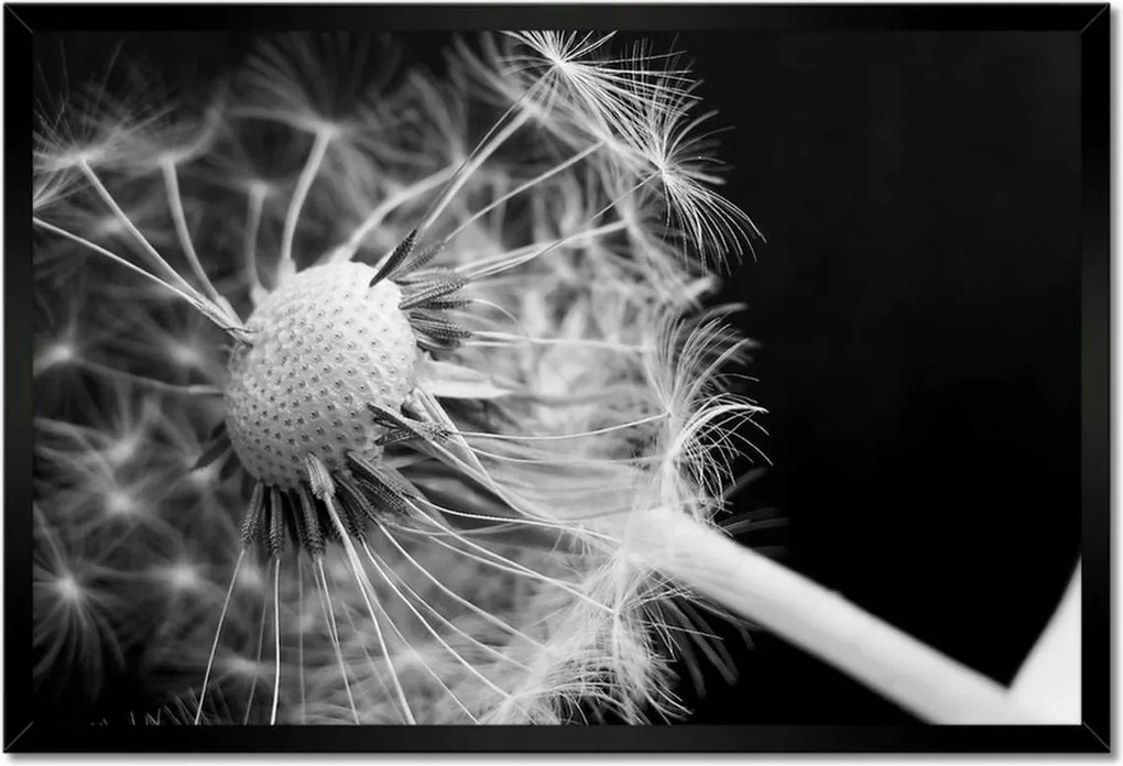 Poszterek keretben 60x40 Pitypang Virág Virágok