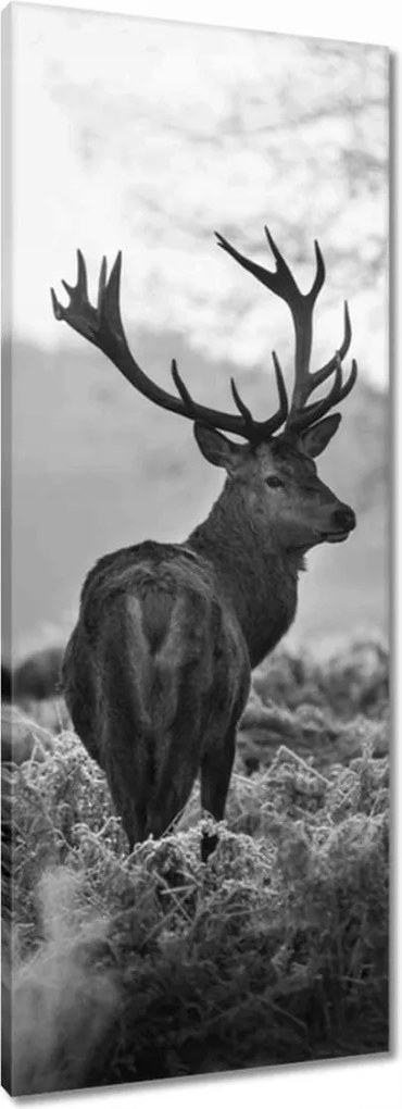Vászonkép 40x100 Fekete-fehér szarvas