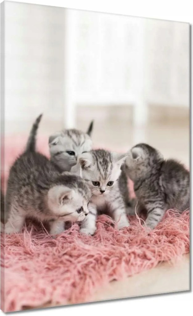 Vászonkép 50x70 Cica Cicák