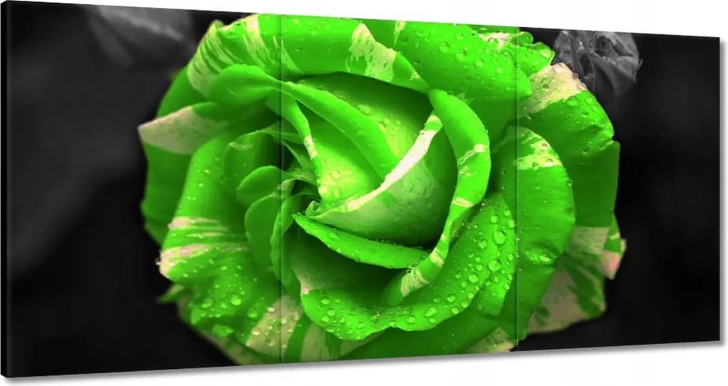Vászonkép 180x90 Lime rózsa