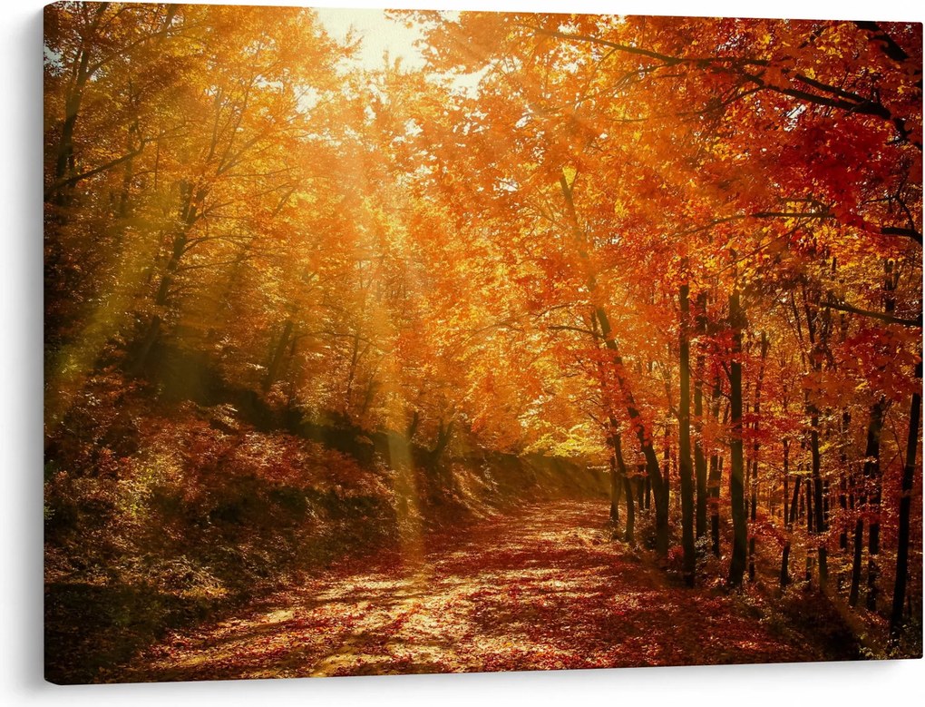 Őszi erdő képe (70x50 cm)
