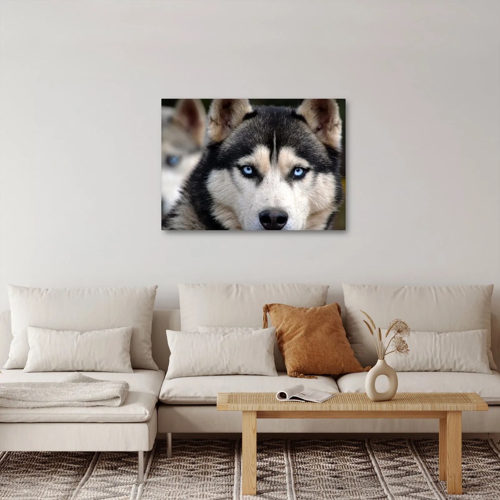 Husky kutya kép (70x50 cm)