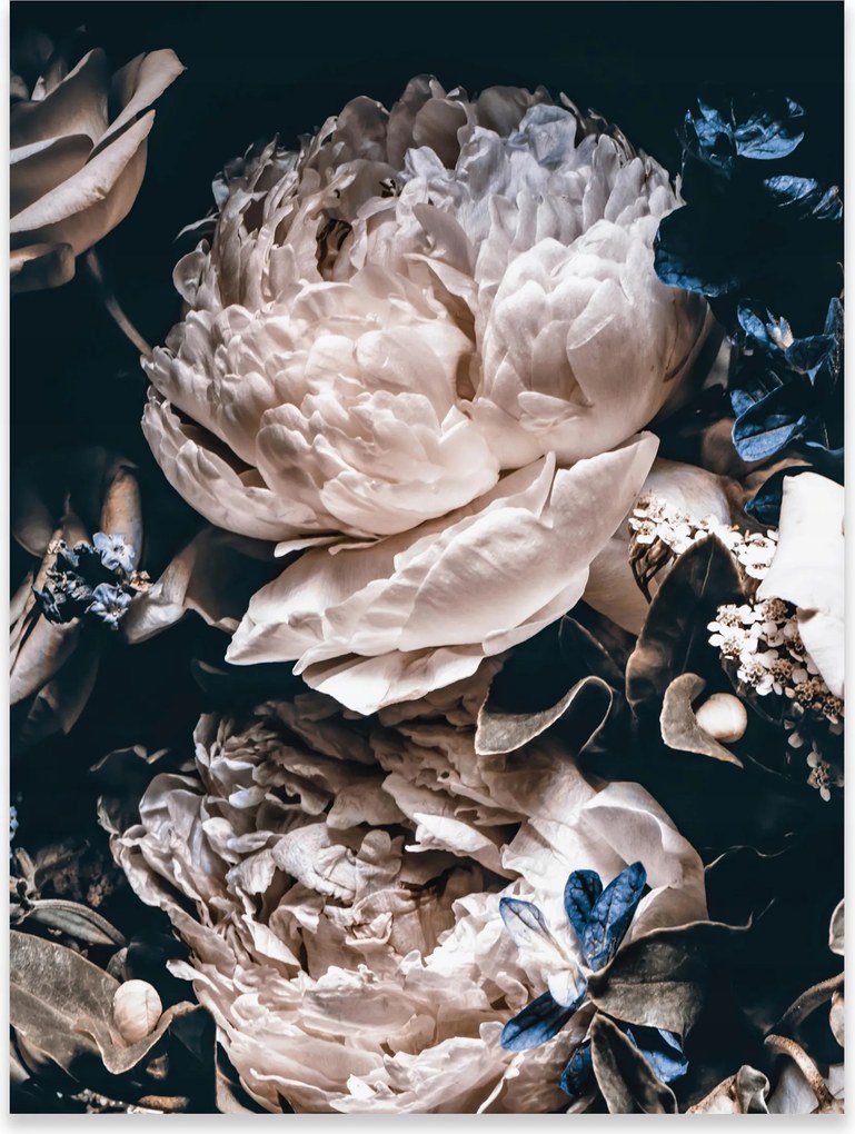 Fali Poszter Virágok Bazsarózsa Fekete Hálószoba Nappali Keret Nélkül 70x50