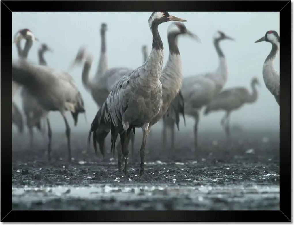 Poszterek keretben 40x30 Darvak a ködben