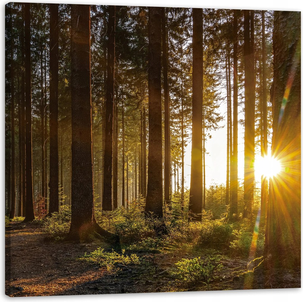 Vászonkép Naplemente Erdő Fák Természet 40X40 cm