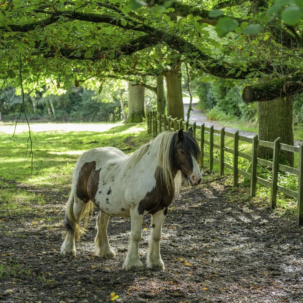 Poszter 40x40cm Ló a farmon, Assaf Frank