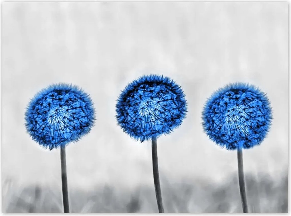 Poszterek 135x100 Kék pitypangok