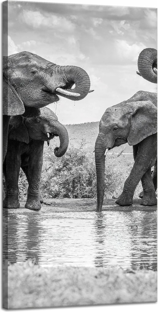 Vászonkép Elefántok a vízen Szürke Természet 40x80 cm