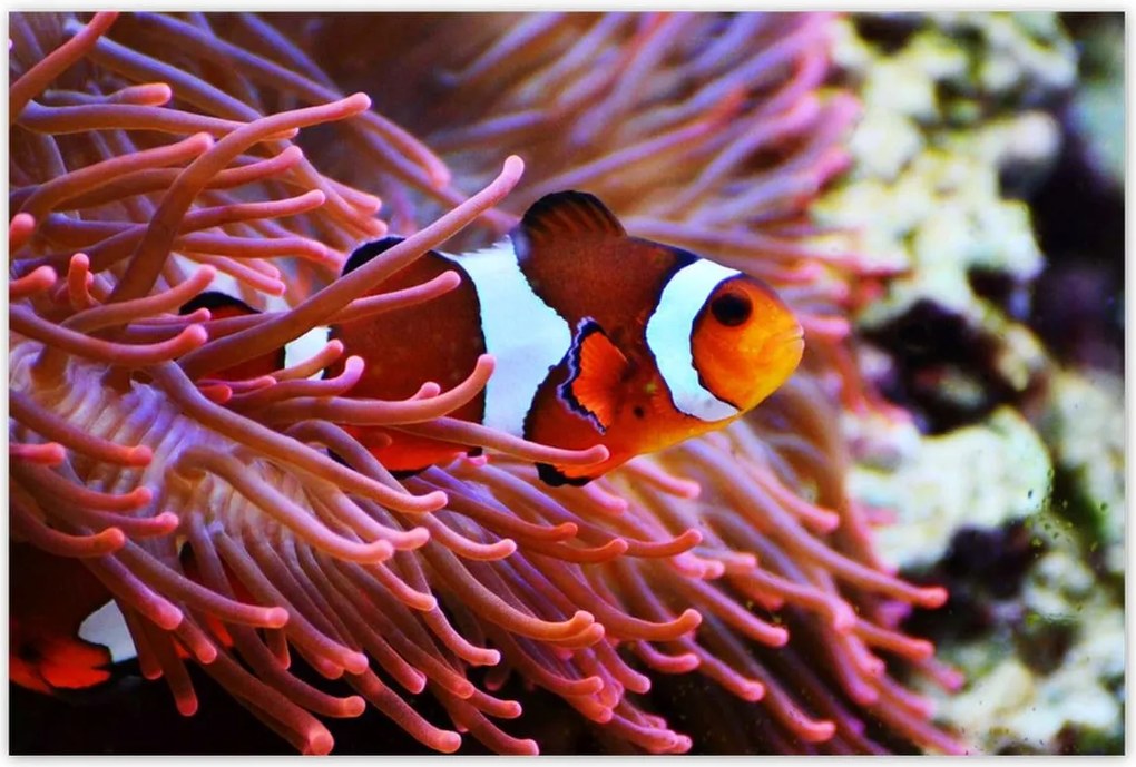 Poszterek 120x80 Narancssárga hal Rafa