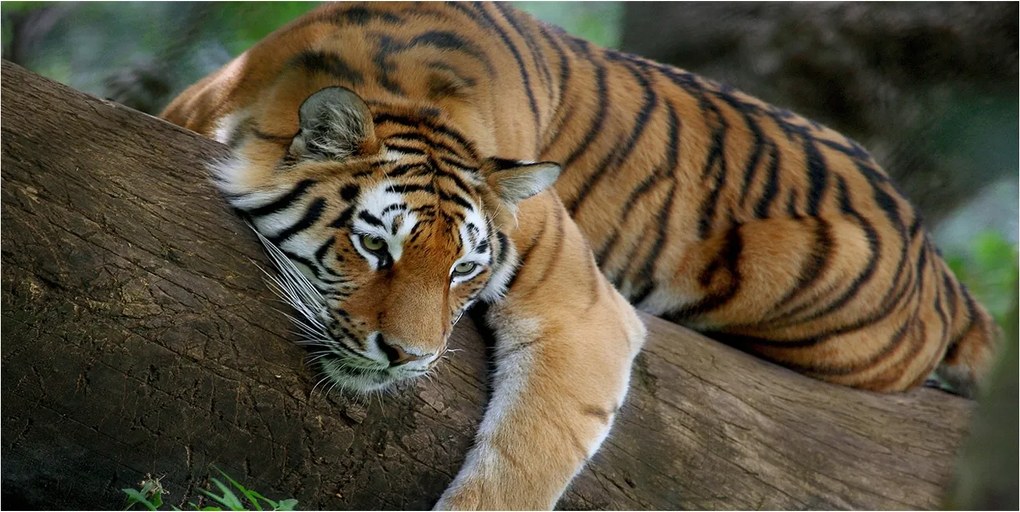 Fotó-üvegkép Tigris a fán 140x70