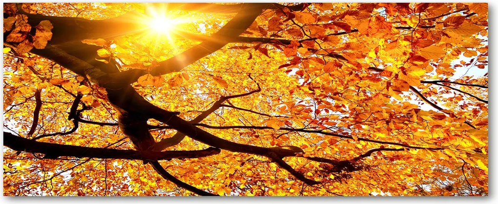 Edzett üveg panel Őszi fák koronája XXL