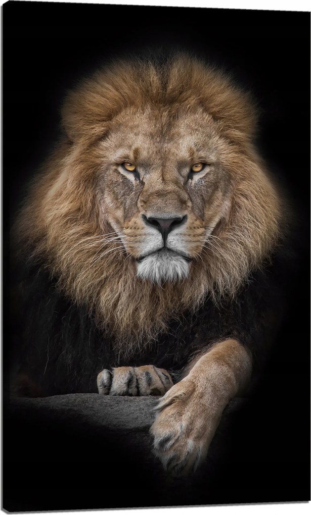 Vászonkép Szürke Oroszlán Arc Vaddisznó 60x100 cm Ideális ajándék