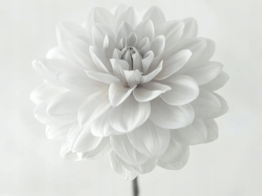 Poszter 40x30cm Dália virág fehér alapon, Assaf Frank