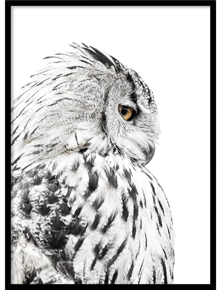 Kép 50x70 cm Owl – Styler