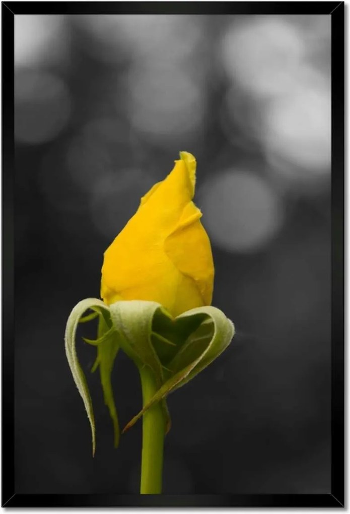 Poszterek keretben 40x60 Sárga rózsa