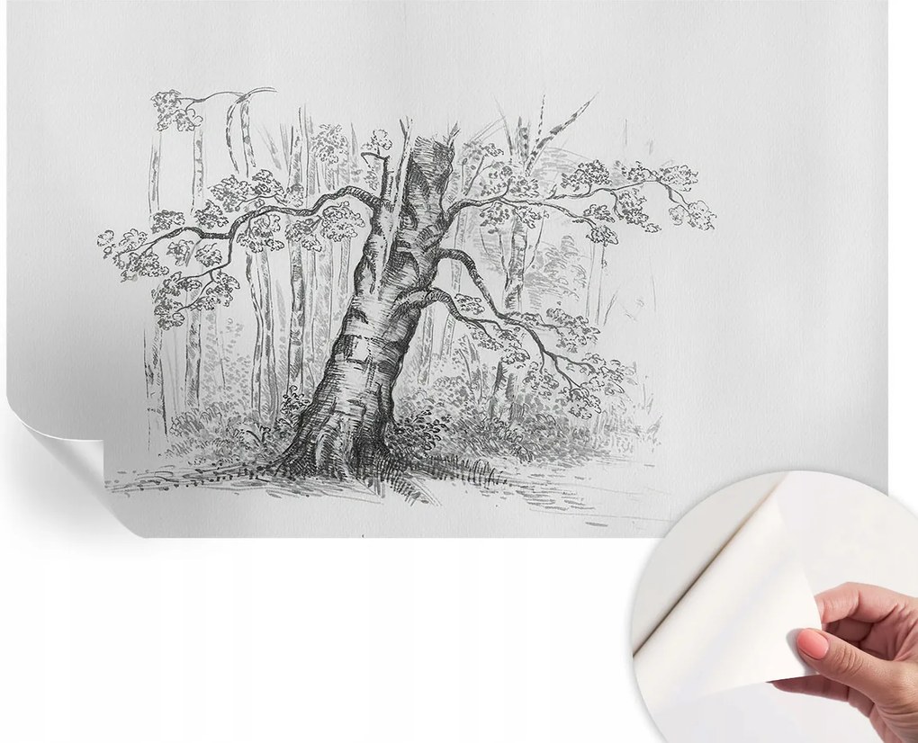 Öntapadós Dekoratív Fotótapéta Hálószobába Erdei fa 416x254 cm