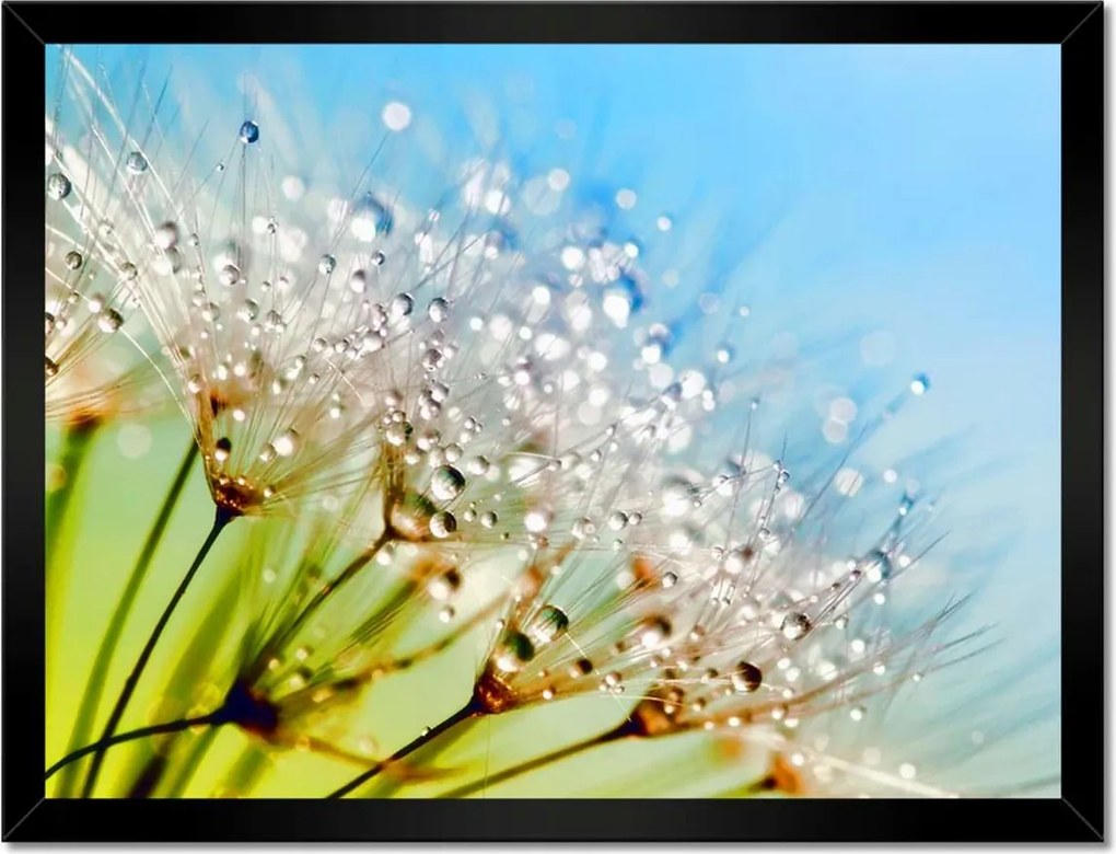 Poszterek keretben 40x30 Harmatcseppek Pitypang