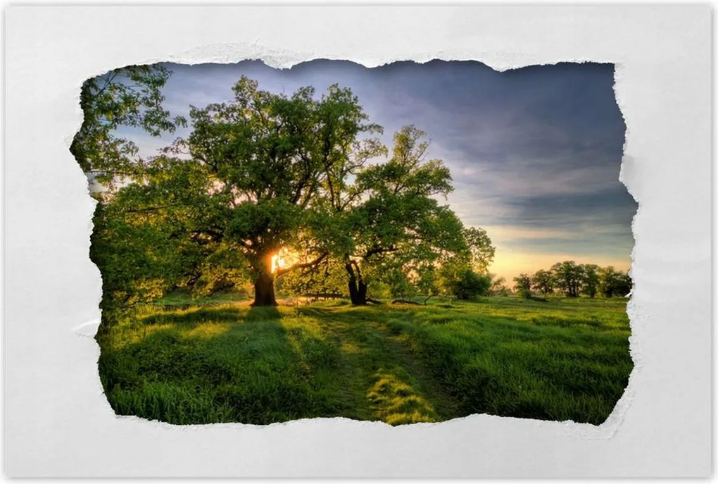 Poszterek 90x60 Rogalin tölgyek