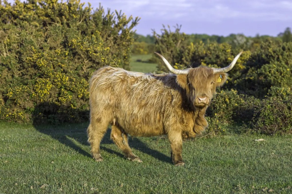 Poszter 91,5x61cm Tehén a faluban, Assaf Frank