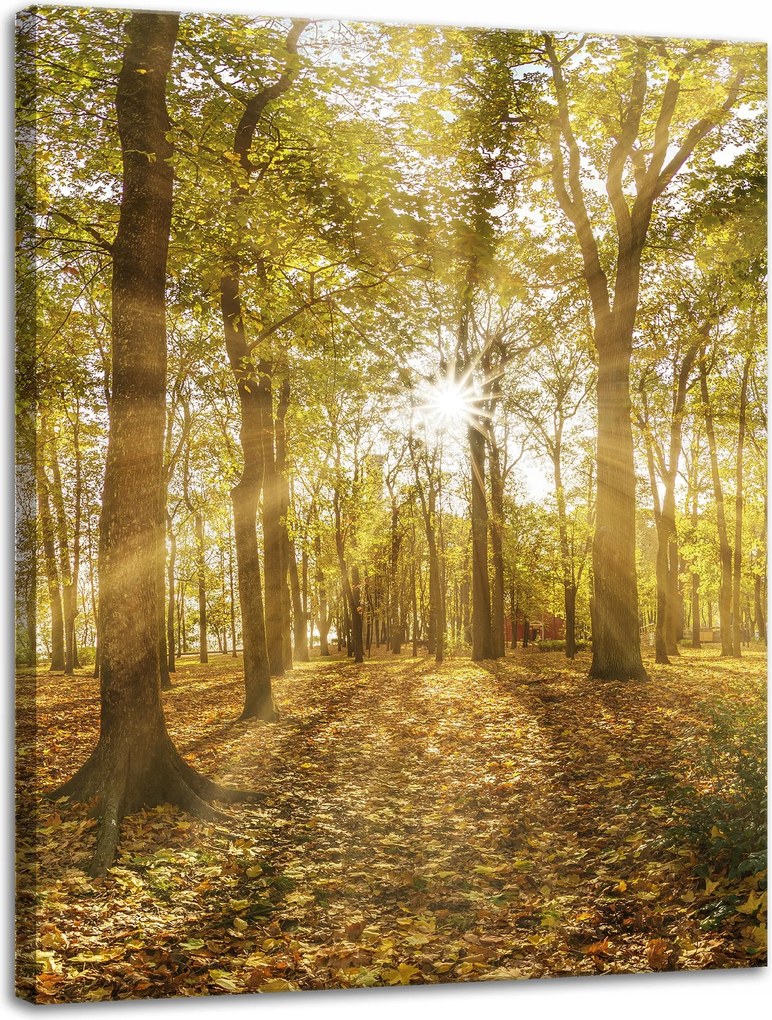 Vászonkép Nap a fák között az erdőben 30x40 cm