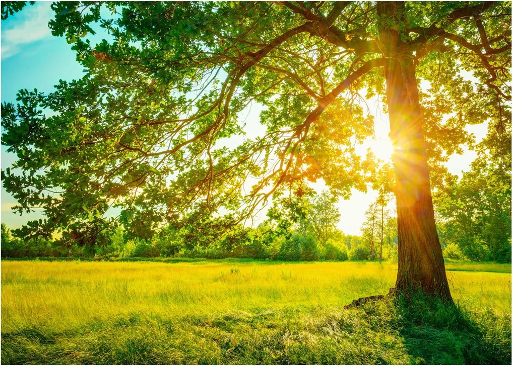 Üveg kép - Sunny Forest (70x50 cm)