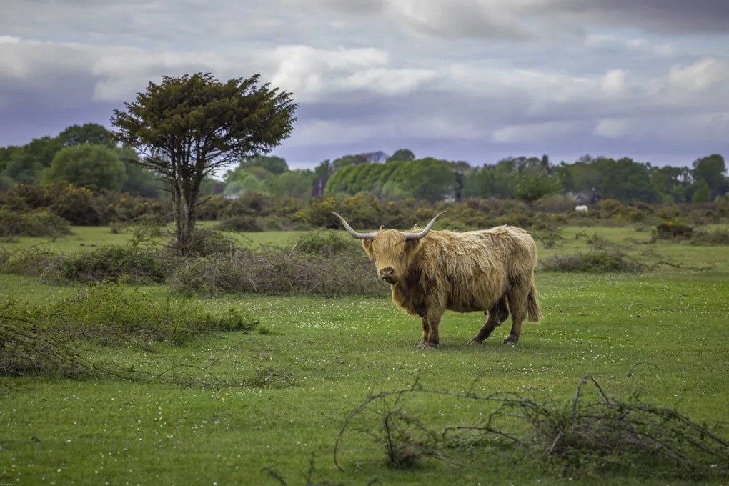 Poszter 91,5x61cm Tehén a faluban 3, Assaf Frank