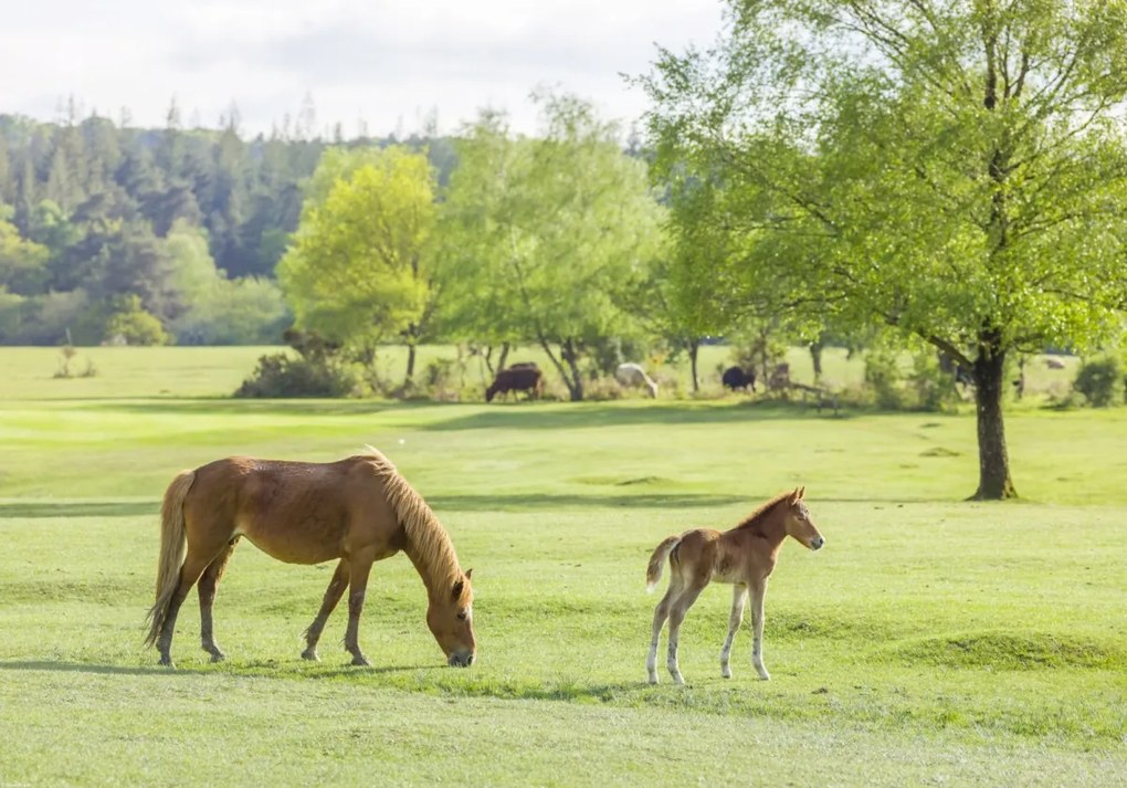 Poszter 66,5x46,5cm Ló és csikó, Assaf Frank