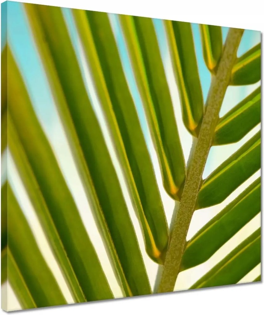 Vászonkép 40x40 Pálmalevél Levél