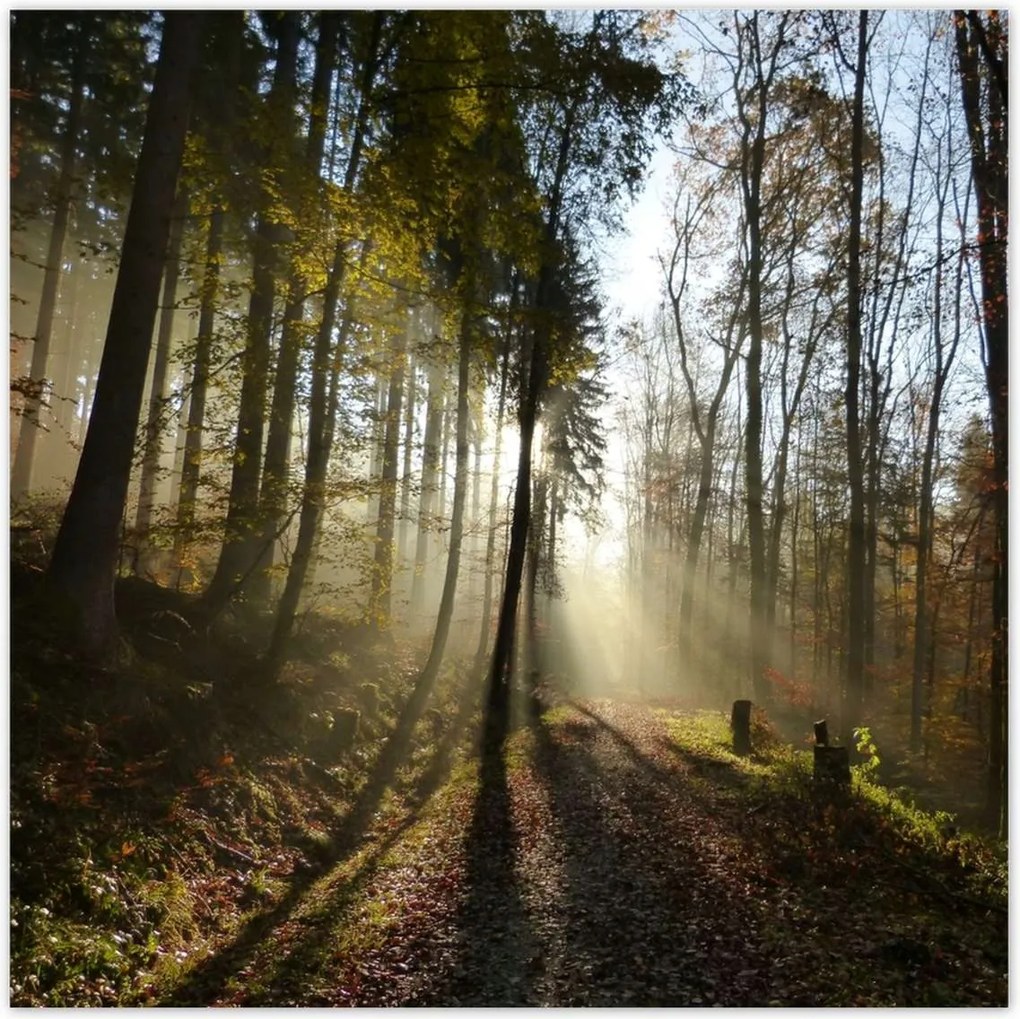 Poszterek 30x30 Napfelkelte az erdőben