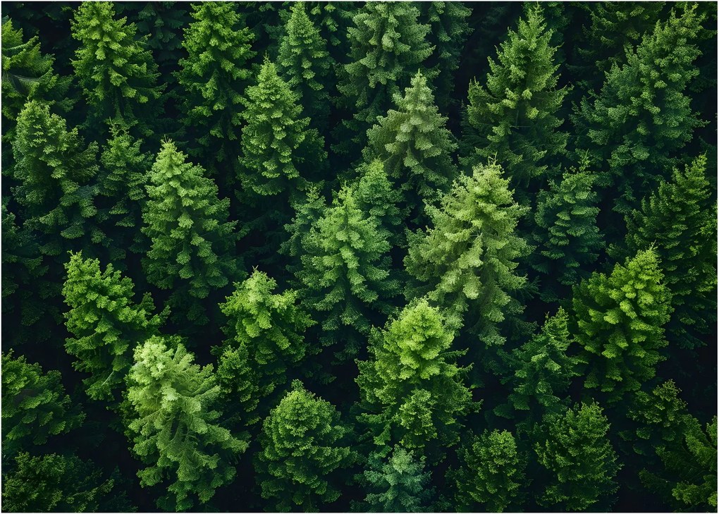 Üveg kép - Forest (70x50 cm)