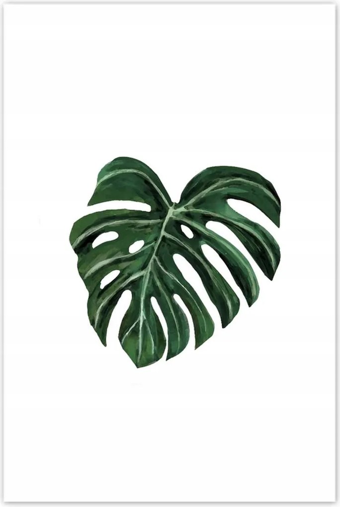 Poszterek 80x120 Monstera deliciosa Levél