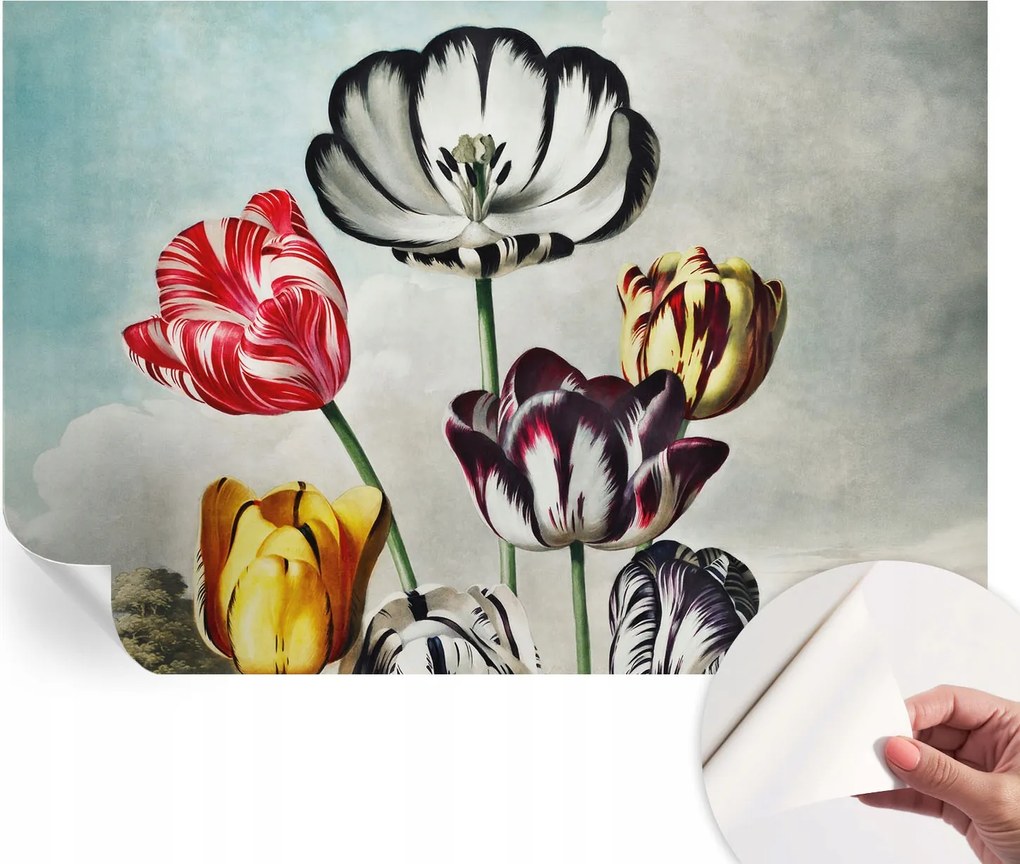 Modern Öntapadós Fotótapéta Mosható Színes tulipánok 152x104 cm