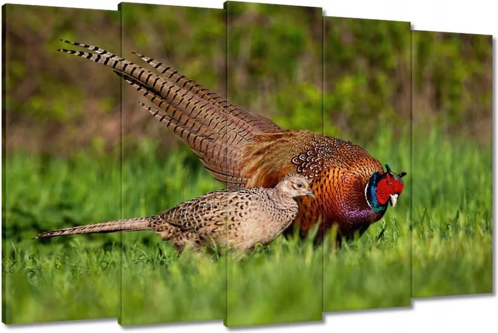 Festmények 150x95 Fácán család Madarak