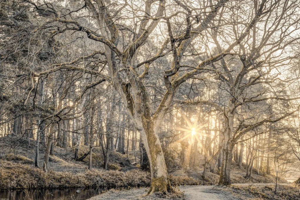Poszter 60x40cm Vidéki csatorna fákkal és ösvényrel 2, Assaf Frank