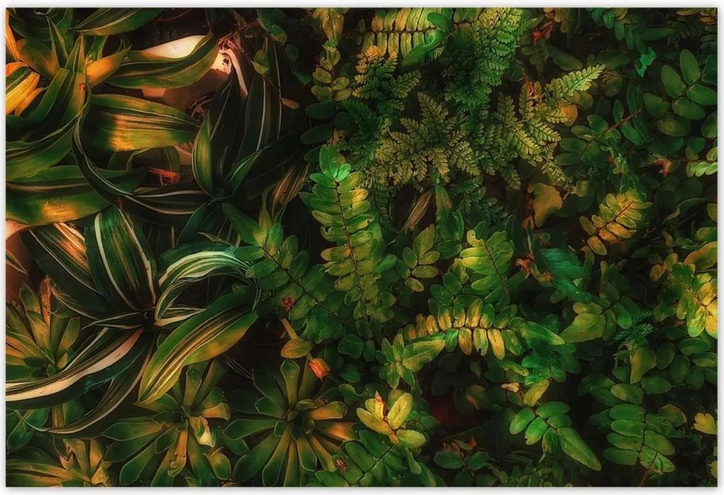 Poszterek 155x105 Trópusi levelek Levelek