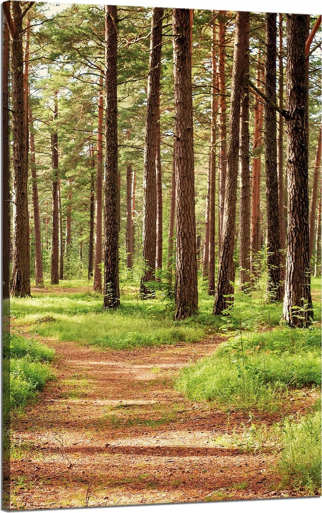 Vászonkép Ösvény az erdőben Fák Természet 50x80 cm
