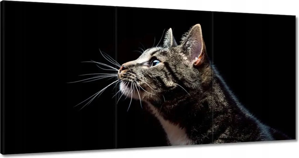 Vászonkép 180x90 Fajtatiszta nagy cica macska