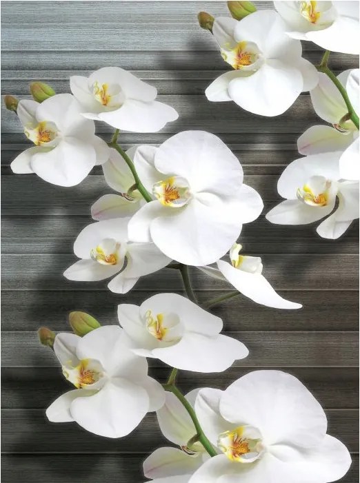 Flizelin fotótapéta Orchideák fehér elegancia a nappaliba 184x254 +ragasztó