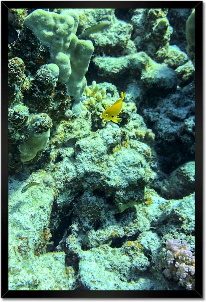 Poszterek keretben 40x60 Víz alatti világ a zátonyon