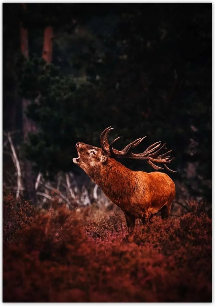 Poszterek 70x100 Szarvas az erdőben