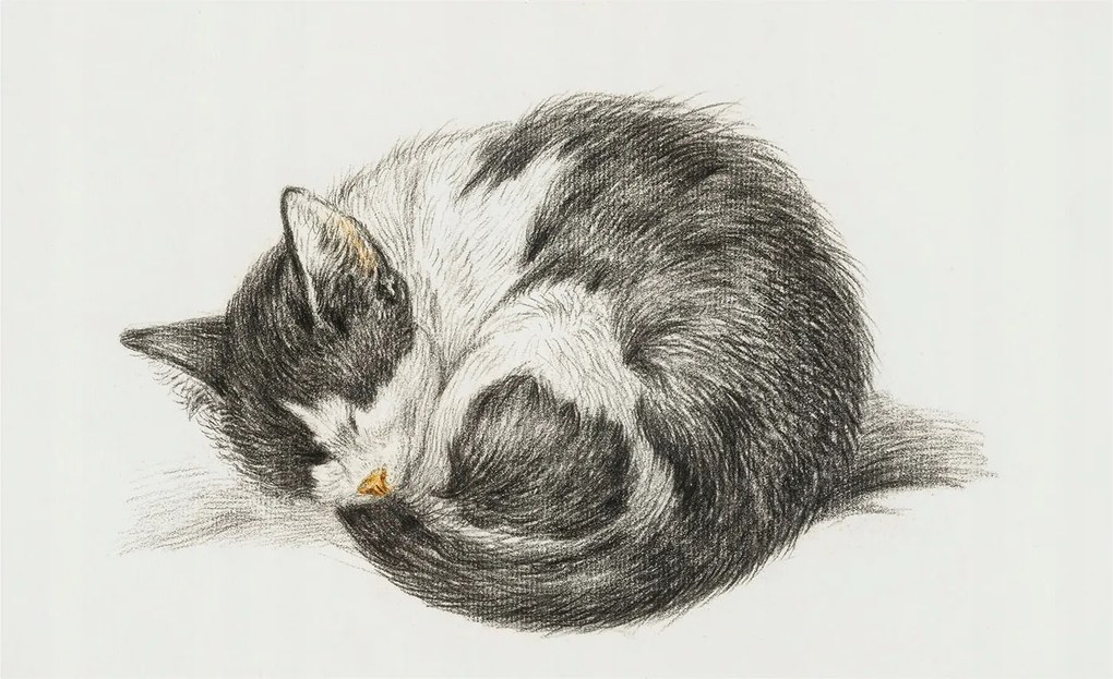 Dekoratív Fotótapéta Hálószobába Bájos cica 416x254 Ragasztó